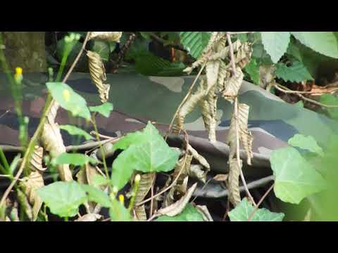 French CCE Camouflage Test 3