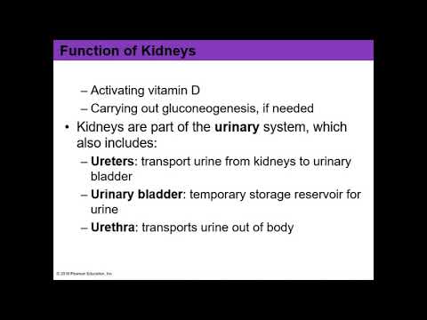 Chapter 24 - Urinary System Part 1