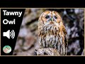 Tawny Owl - Sounds