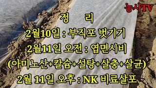 마늘재배, 부직포 벗기는 시기, 부직포 벗긴 후 엽면시비와 추비 [농사TV]
