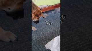 Download lagu Arguing with a bee. Discutiendo con una abeja #ezequiel #Tony #whatisyourname #Bee #avispa #abeja mp3