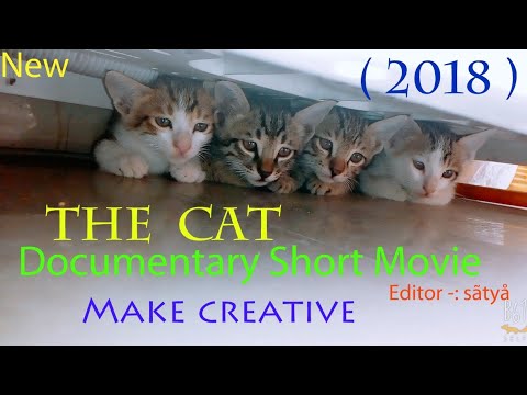 THE CAT : documentary short movie 2018 . Four little cats