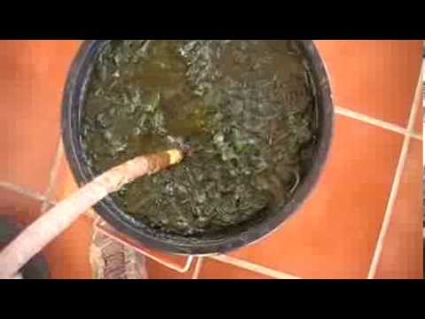 Purin de Ortigas. Fertilizante, abono y repelente natural.