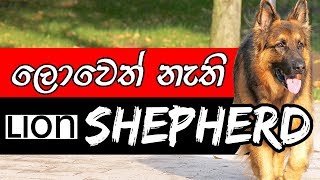 ලොවෙත් නැති Lion Shepherd  VET