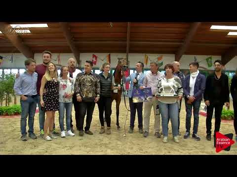 N.39 MICHELANGELO REGALIS - Milan 2018 - Yearling Colts Championship (Class 16) 2nd place
