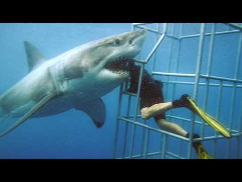 Great White Shark Breaks Cage & Eats Diver Alive on July 10th, 2025
