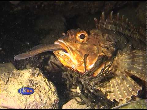 European black scorpionfish finishing shore rockling. (Scorpaena porcus)