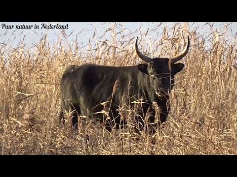 Heck rund Heck cattle