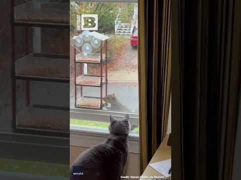 ただナッティ！猫がローグリスからバードフィーダーを守る