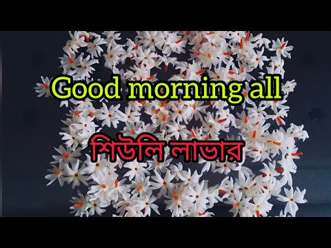 শিউলী লাভারদের জন্য ছোট্ট একটি ভিডিও// R u love shiuli flower this video for you❤