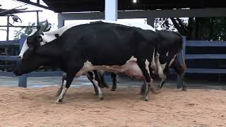 Vídeo 100 - 1ª ETAPA MEGA LIQUIDAÇÃO TOTAL AGROPECUÁRIA MARAJOARA - DIA 4 | GADO GIROLANDO E HOLANDÊS