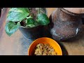Beat The Heat With This Traditional Sesame Seeds Juice Tila Udda ಎಳ್ಳು ಬೀಜದ ರಸ