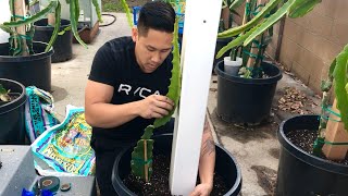 How to Plant Dragon Fruit Cuttings Into a New Pot With Trellis