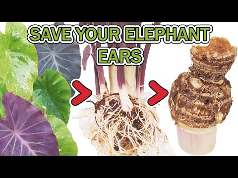 image-How do you store dug up elephant ear bulbs?
