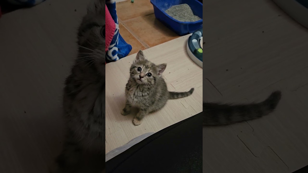 Enlarge Tyra, a ADOPTABLE Domestic Medium Hair in Mississauga, ON video 5/5
