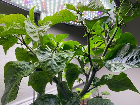 AeroGarden   Frequently Asked Questions   FAQ 02