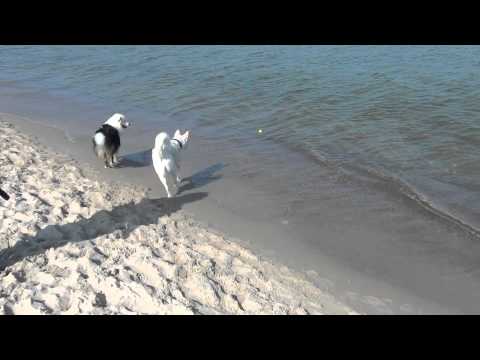 Teddy und die Sache mit dem Wasser !!!!!!!