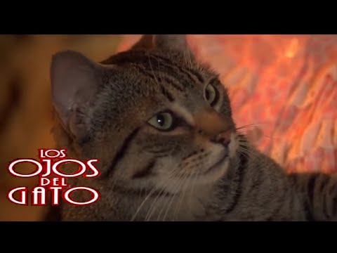 Los Ojos Del Gato: Gato Contra Troll Parte 2