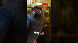 Download lagu Srigunting Abu Abu Gacor Tercepat MEMANCING EMOSI Srigunting Lain Agar IKUT GACOR , Srigunting isian mp3 Download lagu Srigunting Abu Abu Gacor Tercepat MEMANCING EMOSI Srigunting Lain Agar IKUT GACOR , Srigunting isian mp3