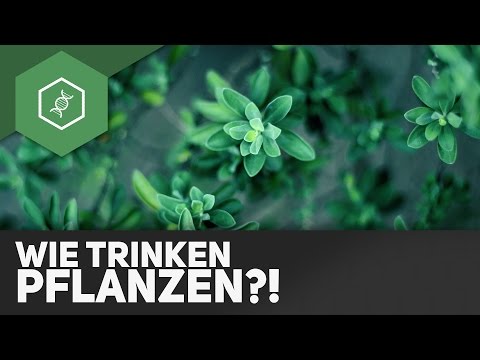 How do plants drink?!