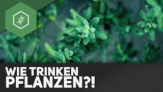 Wie trinken Pflanzen?!