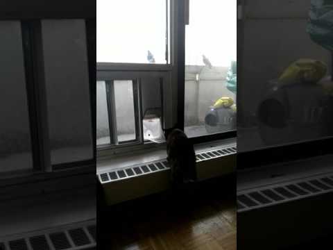 Meesha the Tortie Cat