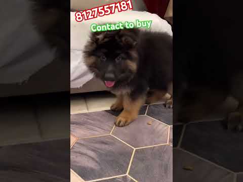 The long koat jerman shaphrd dog for sell 😍😍🐕 #dog #jarmansafed #shortsfeed #shortvideo #trending