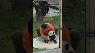 Download lagu Baby Panda, Let’s Go Home #cutepanda #babypanda #panda #pandacub mp3