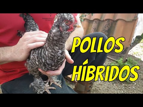 , title : 'Pollos híbridos | Híbridos de gallinas'