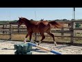 Magnifique mâle de 2 ans