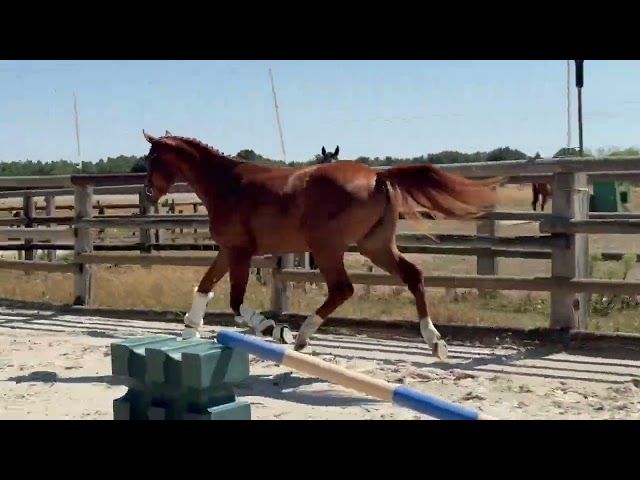 Magnifique m&acirc;le de 2 ans 
