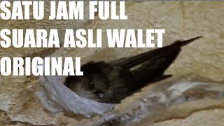 Download lagu Full satu jam suara asli walet || original suara walet mp3 Download lagu Full satu jam suara asli walet || original suara walet mp3
