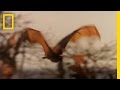 Meet The World S Biggest Bat