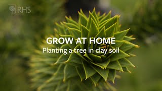 How to plant a tree in clay soil | Grow at Home | RHS