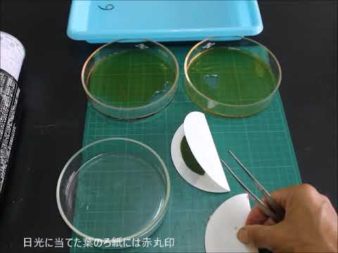 なぜ針葉樹は針を失うのですか？ 6 つの一般的な原因ですが、必ずしも致命的ではありません  庭園