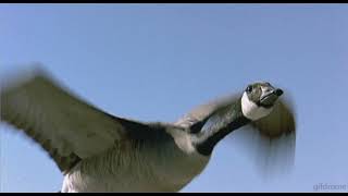 Bad Religion - Chasing the Wild Goose (𝖘𝖑𝖔𝖜𝖊𝖉𝖗𝖊𝖛𝖊𝖗𝖇)