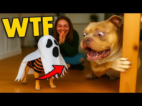 Small Dogs vs Big Dogs— Hilarious Reactions!