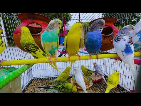 2 Hours of Budgie Best Friends - Mango and Chutney - Singing and Talking Sounds