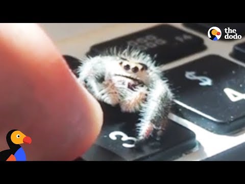 Adorable Spider Gives Dad High Fives | The Dodo