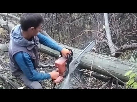 AKCIJA U ŠUMI /Sječa drva sa stilom