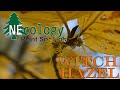NEcology Plant Spotlight - Witch Hazel