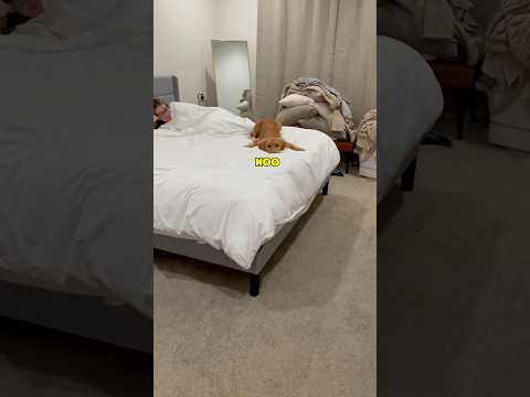 Dog says NO to Bedtime 😴😂 Clip from IG: ryleethegoldenpup