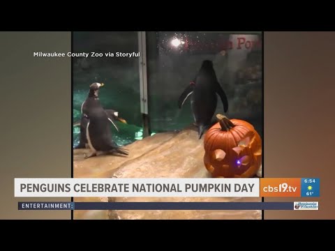 Penguins celebrate National Pumpkin Day - YouTube