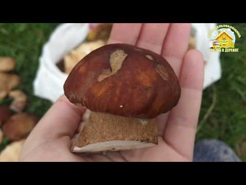 Белые грибы // Лисички // Тихая охота 2020