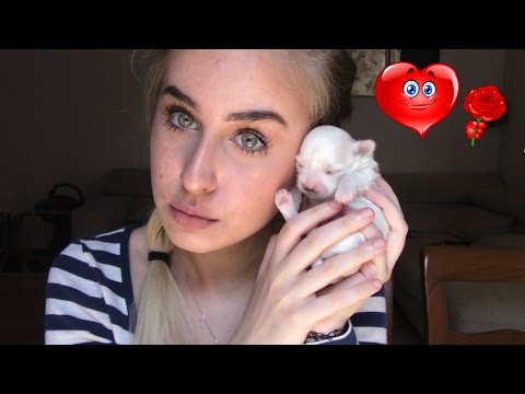 VI PRESENTO IL MIO RAGAZZO (maltese neonato) | Ilaria