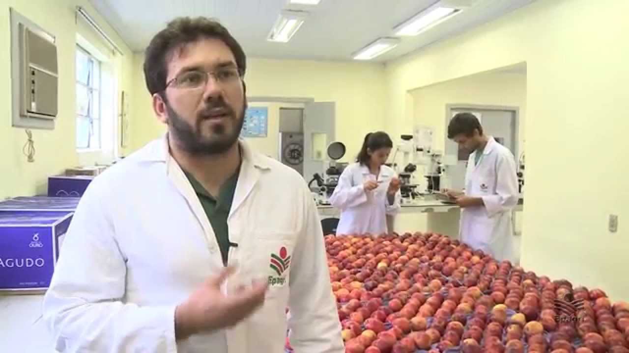 Maçã pós-colheita - HD