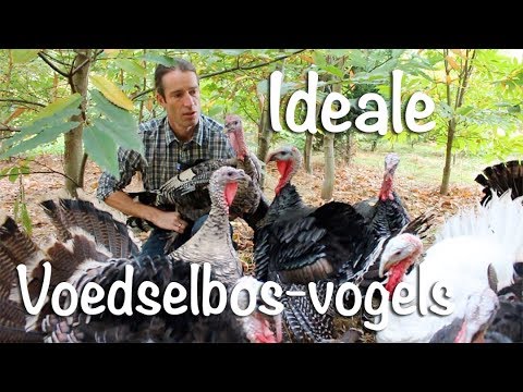 , title : 'Ideale voedselbos-vogels'