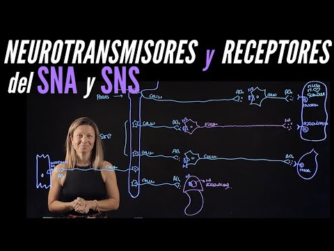 Neurotransmitters and receptors of the effector or motor neurons of the nervous system