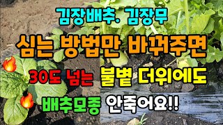 김장배추 김장무 심는 방법만 달리하면 30도가 넘는 불볕더위에도 배추모종 무가 죽지 않고 잘 자랍니다 꼭이렇…