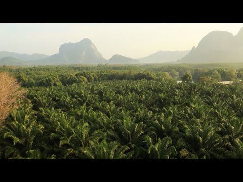 download lagu mp3 mp4 Earth Balance Palm Oil, download lagu Earth Balance Palm Oil gratis, unduh video klip Earth Balance Palm Oil